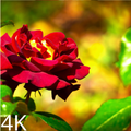 rose images