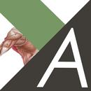 ANATOMY & STRETCHING FOR SENIO APK