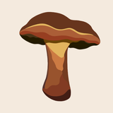 Bolete Filter APK