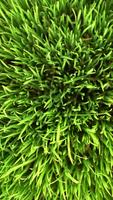Green 截圖 1