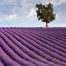 EssentialOils aplikacja