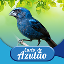 Canto de Azulão APK