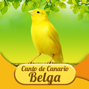 Canto Canario Belga APK