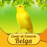 Canto Canario Belga