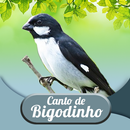 Canto de Bigodinho APK