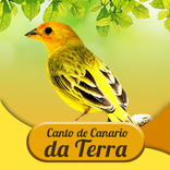 Canto Canário Da Terra