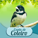 Canto De Coleiro APK