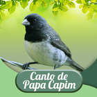Canto De Papa Capim ikona