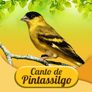 Canto De Pintassilgo APK