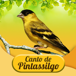 Canto De Pintassilgo