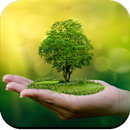 Bonsai Tree Wallpaper HD APK