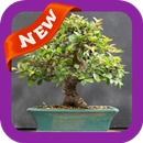 Bonsai Wallpaper APK