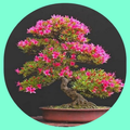 cây bonsai