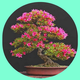 rośliny bonsai