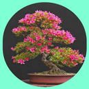 bonsai plants APK