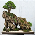 jenis pohon bonsai
