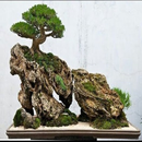 tipos de árboles bonsai APK