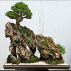 types d'arbres bonsaï icône