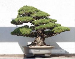 bonsai tree types poster