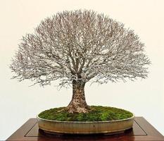 bonsai tree types screenshot 3