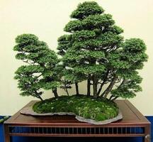 Design de Tipos de Árvore Bonsai imagem de tela 1