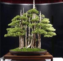 2 Schermata Disegno di tipi di alberi bonsai