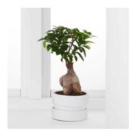 Bonsai Tree Types syot layar 3