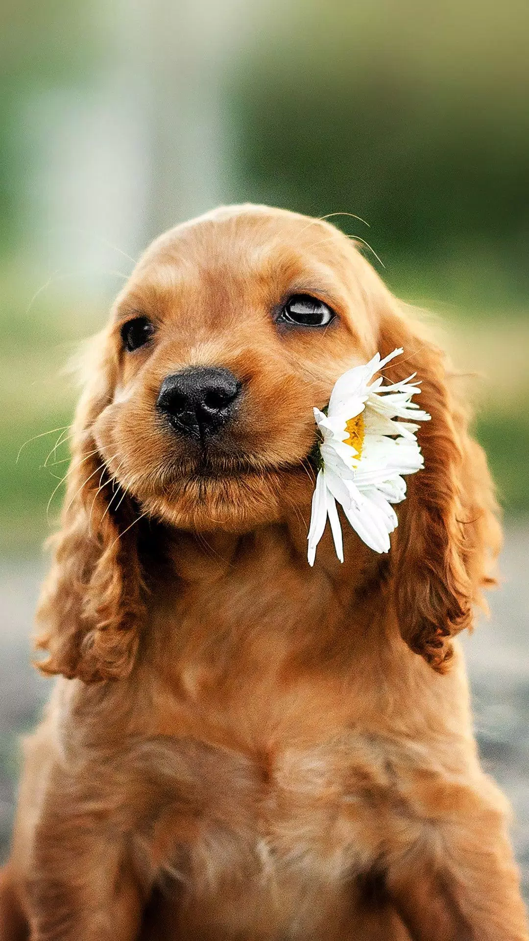 Cute Pets Wallpapers 2021 - HD APK for Android Download Cute Pets Wallpapers 2021 - HD APK for Android Download