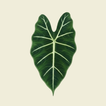 BotaniSense - Grow with AI icon