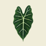 BotaniSense - Grow with AI
