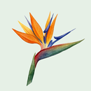 BotaniSense - Jardin IA APK