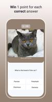 Quiz Cat Ekran Görüntüsü 1