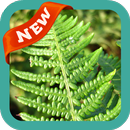 Bracken Wallpaper APK