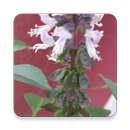 APK Little Cure