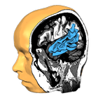 Icona Brain Tutor 3D