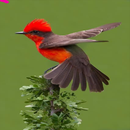 Bird Ideas APK