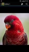 Bird Ideas 포스터