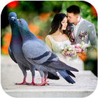 Love Bird Photo Frames আইকন