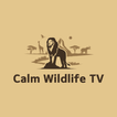 Calm Wildlife TV