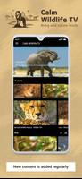 Calm Wildlife TV poster