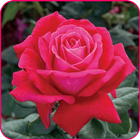 Розы Обои иконка
