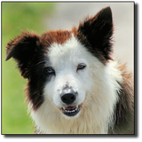 Animal sounds and pics icon
