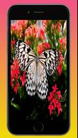 Beautiful wallpaper تصوير الشاشة 2