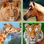 Animals for Kids - Flashcards, Puzzles & Sounds biểu tượng