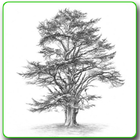 Dessin d'arbres icône