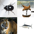 Find Animals Word