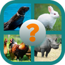 Guess The Animals aplikacja