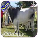 broiler cattle APK