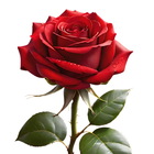 Fleur HD fond écran Rose image icône
