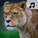Animals sound ringtone APK